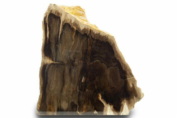 Polished, Petrified Wood (Metasequoia) Stand Up - Oregon #302946